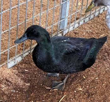 Duck Birds Available for Adoption - GLADYS | PetCurious