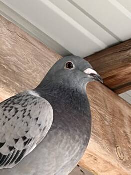 Jet -  Pigeon Bird for Adoption in Quilcene, Washington - Jet | PetCurious