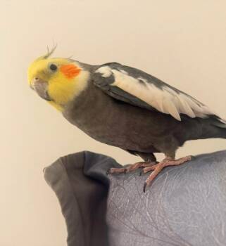 Cockatiel Birds Available for Adoption - Dusty | PetCurious