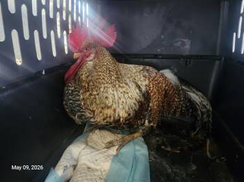 Chicken Birds Available for Adoption in Santa Cruz, California - JUSTIN BEAKER* | PetCurious