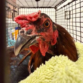 IVHS-Wildlife-140797 -  Chicken Bird for Adoption in San Gabriel, California - IVHS-Wildlife-140797 | PetCurious