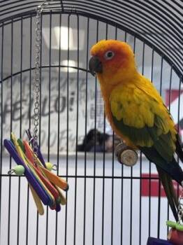 Poppy -  Parrot Bird for Adoption in West Chester, Pennsylvania - Poppy | PetCurious
