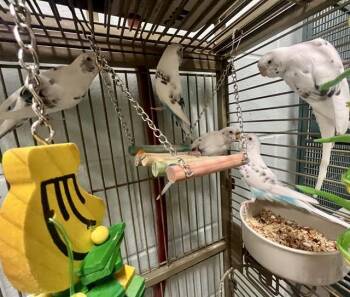 SNOW -  Parakeet Bird for Adoption in Methuen, Massachusetts - SNOW | PetCurious