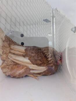 Chicken Birds Available for Adoption in Ontario, California - A008386 | PetCurious