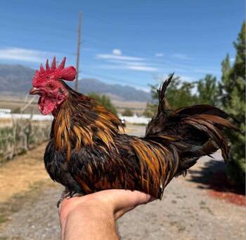 Napoleon -  Chicken Bird for Adoption in Eagle Mountain, Utah - Napoleon | PetCurious