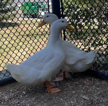 Duck Birds Available for Adoption in Golden, Colorado - Boss | PetCurious