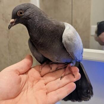 Bibingka -  Pigeon Bird for Adoption in Chicago, Illinois - Bibingka | PetCurious