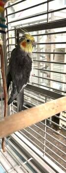 Cockatiel Birds Available for Adoption in Pittsburgh, Pennsylvania - Charlie (Grey) | PetCurious