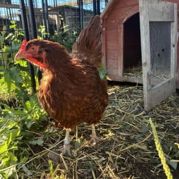 Carrot -  Chicken Bird for Adoption in Quakertown, Pennsylvania - Carrot | PetCurious