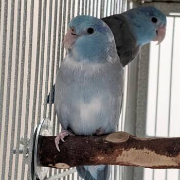 Parrotlet Birds Available for Adoption in Kanab, Utah - Achilles | PetCurious
