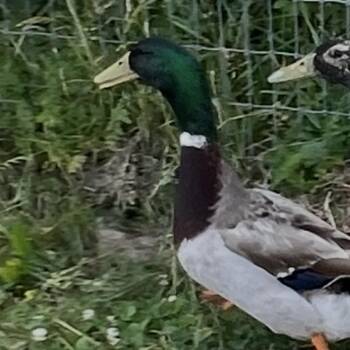 Zuma -  Duck Bird for Adoption in Quakertown, Pennsylvania - Zuma | PetCurious
