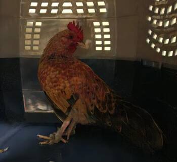 KRILL -  Chicken Bird for Adoption in Hagerstown, Maryland - KRILL | PetCurious