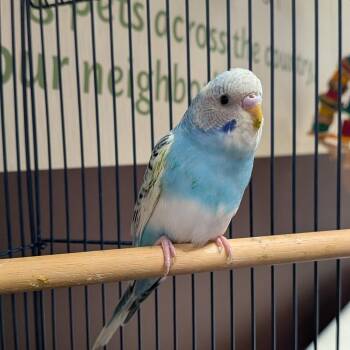 Budgie Budgerigar Birds Available for Adoption - BlueJay | PetCurious