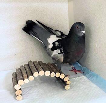 Pigeon Birds Available for Adoption in Chicago, Illinois - Moa | PetCurious