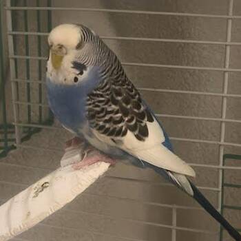 Parakeet Birds Available for Adoption in South Elgin, Illinois - Bluebell | PetCurious