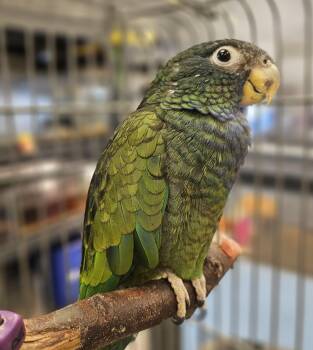 Peanut -  Pionus Bird for Adoption in South Elgin, Illinois - Peanut | PetCurious