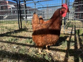 Chicken Birds Available for Adoption in Colorado Springs, Colorado - DUCK 1 | PetCurious