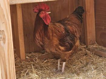 POLLITO -  Chicken Bird for Adoption in Pueblo, Colorado - POLLITO | PetCurious