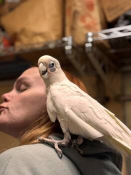 Peanut -  Cockatoo Bird for Adoption in Stratham, New Hampshire - Peanut | PetCurious