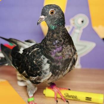 Teacup -  Pigeon Bird for Adoption in Chicago, Illinois - Teacup | PetCurious