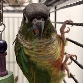 Conure Birds Available for Adoption in West Warwick, Rhode Island - Papaya  | PetCurious
