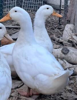 Carmel -  Duck Bird for Adoption in Eagle Mountain, Utah - Carmel | PetCurious
