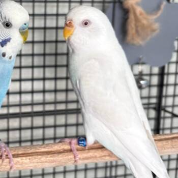 Happy -  Parakeet Bird for Adoption in West Des Moines, Iowa - Happy | PetCurious