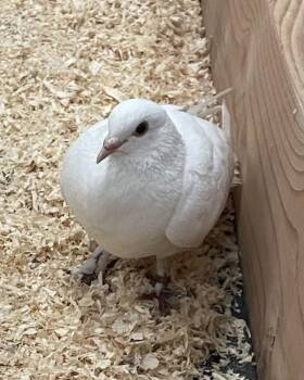 Pigeon Birds Available for Adoption in Novato, California - Hope | PetCurious