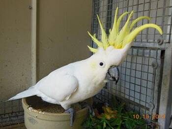 Cockatoo Birds Available for Adoption in Vancouver, Washington - Coming Soon - Merlin Medium Sulfur Crested Cockatoo 4 Women Only | PetCurious