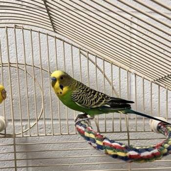 Parakeet #28 -  Parakeet Bird for Adoption in Wheaton, Illinois - Parakeet #28 | PetCurious