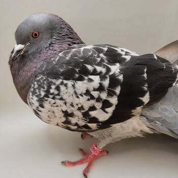 Sebastian -  Pigeon Bird for Adoption in Chicago, Illinois - Sebastian | PetCurious