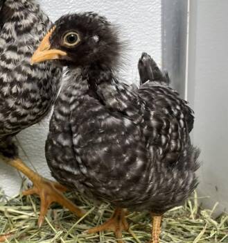 Chicken Birds Available for Adoption in Golden, Colorado - Jessica | PetCurious