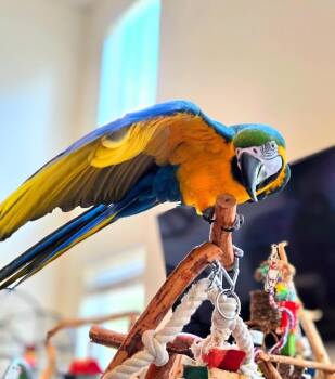 Macaw Birds Available for Adoption - Geronimo | PetCurious