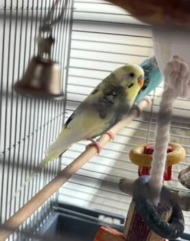 Kevin -  Budgie Budgerigar Bird for Adoption in Fairfax, Virginia - Kevin | PetCurious
