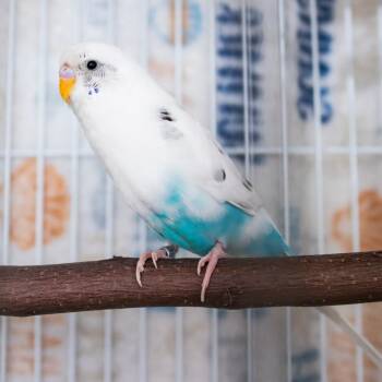 Baja Blast -  Parakeet Bird for Adoption in Middletown, Rhode Island - Baja Blast | PetCurious