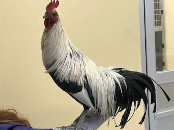 SUPER BANANA -  Chicken Bird for Adoption in Tustin, California - SUPER BANANA | PetCurious