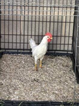 Chicken Birds Available for Adoption in Las Vegas, Nevada - ROAD RUNNER | PetCurious