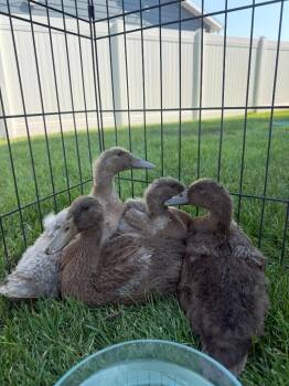 Biscuit -  Duck Bird for Adoption in Eagle Mountain, Utah - Biscuit | PetCurious