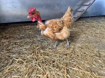 BALDWINA -  Chicken Bird for Adoption in Colorado Springs, Colorado - BALDWINA | PetCurious