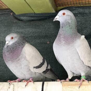 Pigeon Birds Available for Adoption in Chicago, Illinois - Gio & Gustava (married Couple) | PetCurious
