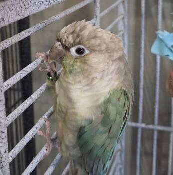 Julie -  Conure Bird for Adoption in Elizabeth, Colorado - Julie | PetCurious