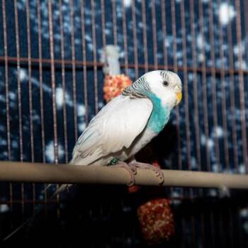 Victory -  Parakeet Bird for Adoption in Longmont, Colorado - Victory | PetCurious