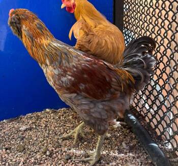 Tread -  Chicken Bird for Adoption in Golden, Colorado - Tread | PetCurious