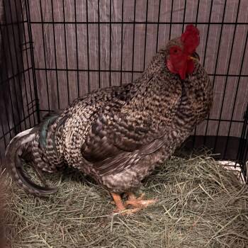 Chicken Birds Available for Adoption in St. Louis, Missouri - Lord Featherington | PetCurious