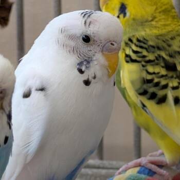 Parakeet Birds Available for Adoption in Kanab, Utah - Linda | PetCurious
