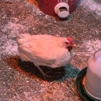 Chicken Birds Available for Adoption in Cheyenne, Wyoming - Princess Chicken Nugget | PetCurious