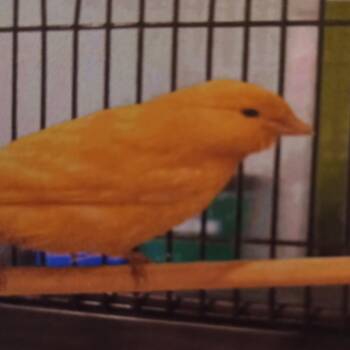 Lemonade -  Canary Bird for Adoption in Modesto, California - Lemonade | PetCurious