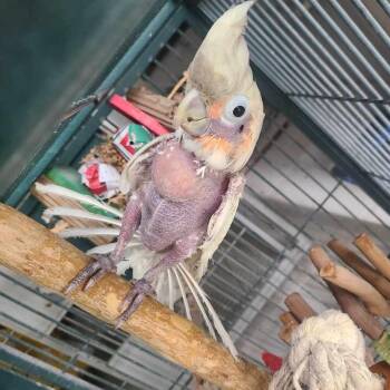 Cockatoo Birds Available for Adoption in Pittsburgh, Pennsylvania - Chiquita | PetCurious