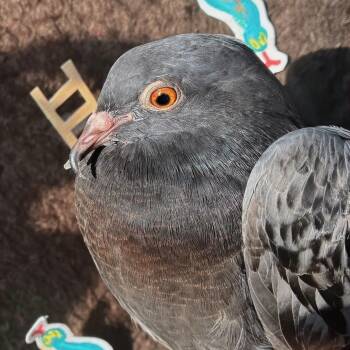 Snakes & Ladders (local Midwest adoption only) -  Pigeon Bird for Adoption in Chicago, Illinois - Snakes & Ladders (local Midwest Adoption Only) | PetCurious