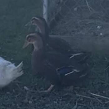 Cha-cha -  Duck Bird for Adoption in Quakertown, Pennsylvania - Cha-cha | PetCurious
